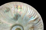 Silver Iridescent Ammonite (Cleoniceras) Fossil - Madagascar #137391-1